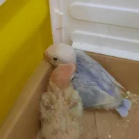 جوجه طوطی برزیلی فیشر اوپلاین|پرنده|گلستان (تهران), |دیوار