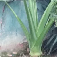 گل بابا آدم|گل و گیاه طبیعی|شیرگاه, |دیوار