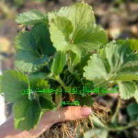 نهال توت فرنگی سابیرینا|گل و گیاه طبیعی|مینودشت, |دیوار