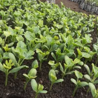 نهال هندوانه سوپردراگون