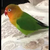 طوطی‌برزیلی