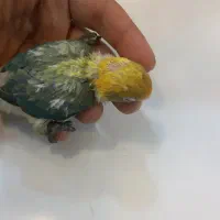 برزیلی سرلاکی مرغ مینا گیرینچیک سرلاکی