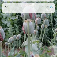 خار بسیار نرم