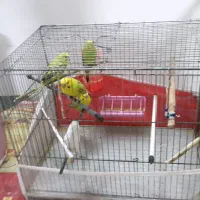 مرع عشق|پرنده|خوی, |دیوار