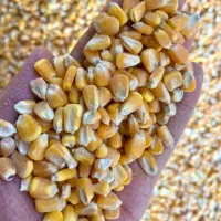 انواع نهاده های دامی و طیور تناژ