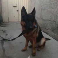 ژرمن اصیل|سگ|بشاریات, |دیوار