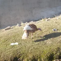 جوجه بوقلمون|حیوانات مزرعه|اهر, |دیوار