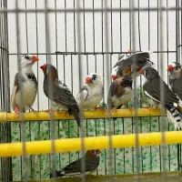 فنچ نر یکسر کینگ۸ماهه