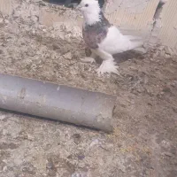 کبوتر لوتی طوقی