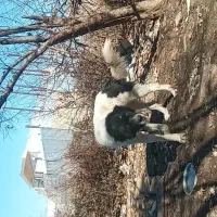 سگ گم شده|حیوانات|الشتر, |دیوار