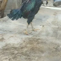 خروس پر مرغ مشکی