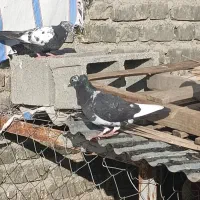 کبوتر|پرنده|سیمکان, |دیوار