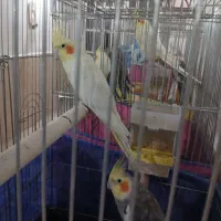 جفت مولد و حرف می‌زنن|پرنده|قم, دورشهر|دیوار