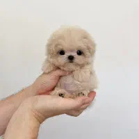 عروسکی/ ۲ماهه / پودل|سگ|هچیرود, |دیوار