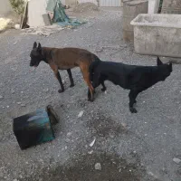 ماده مالینوز فروشی