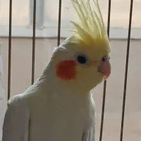 عروس هلندی ماده|پرنده|اصفهان, شهرک کاوه|دیوار