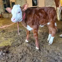 گوساله مونت بلیارد ماده یک ماهه