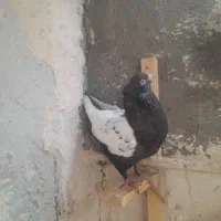 جفت سینه