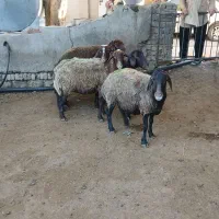گوسفند