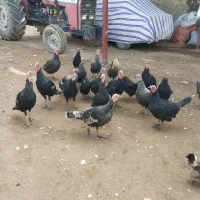 بوقلمون|حیوانات مزرعه|نورآباد, |دیوار