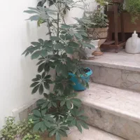 تعدادی گل طبیعی قیمت توافقی|گل و گیاه طبیعی|مشهد, شهرک لشکر (شهرک غرب)|دیوار