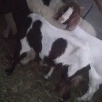 گوسفند