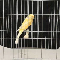 قناری سوپری