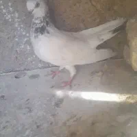 کبوتر|پرنده|هندیجان, |دیوار