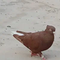 کبوتر دمسفید