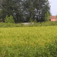 فروش فوری مزایده ای اول مهر تاریخ مزایده