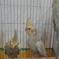 جوجه عروس هلندی|پرنده|قم, چهل درخت‎|دیوار