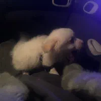 پامر خرسی|سگ|شهریار, شهریار|دیوار