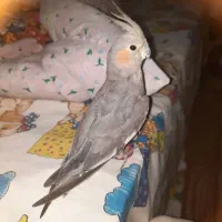 جفت عروس هلندی|پرنده|مشکیندشت, |دیوار