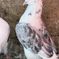 دوتا کبوتر نر