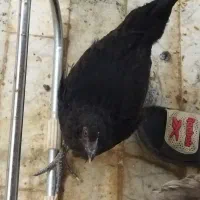 مرغ