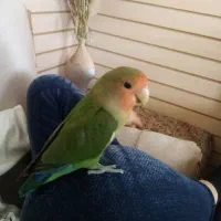 طوطی برزیلی کاملا دستی نر و ماده 11ماه هستن|پرنده|نجف‌آباد, فاز ۲ شهرک آزادگان|دیوار