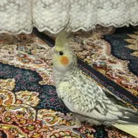 عروس هلندی ماده