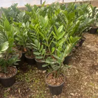 فروش تعداد زاموفیلیا