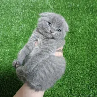 گربه