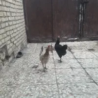 سلام دوتا مرغ عربی تخم گذار