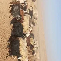 فروش فوری کهره یزدی|حیوانات مزرعه|اصفهان, شهرک صنعتی جی|دیوار
