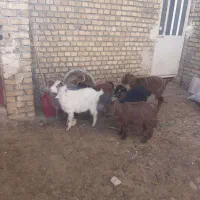 شیش‌راس بزغاله‌‌دونی‌۴‌تومان‌مخصوص‌قربانی‌‌وداشت|حیوانات مزرعه|اراک, |دیوار