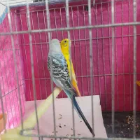 مرغ عشق رنگی خوشکل،نروماده،جوان،ماده زرد نرآبی|پرنده|رشت, سلیمانداراب|دیوار