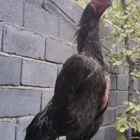 جوجه لاری اوشامو المانی|حیوانات مزرعه|کرمانشاه, |دیوار