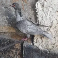 نر گرکاتی جهرم