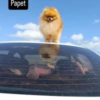 پامر خرسی نر وارداتی