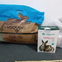 خوکچه هندی مو فشن|موش و خرگوش|شیراز, دلجو|دیوار