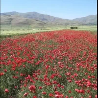 فروش-3500متر-زمین-کشاورزی-با-موقعیت-خوب-و-دلنشین
