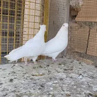 کبوتر نروماده سفید|پرنده|خمینیشهر, |دیوار