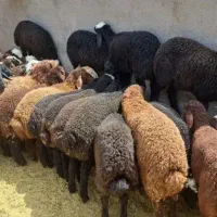 گوسفند نر بره گوشتی